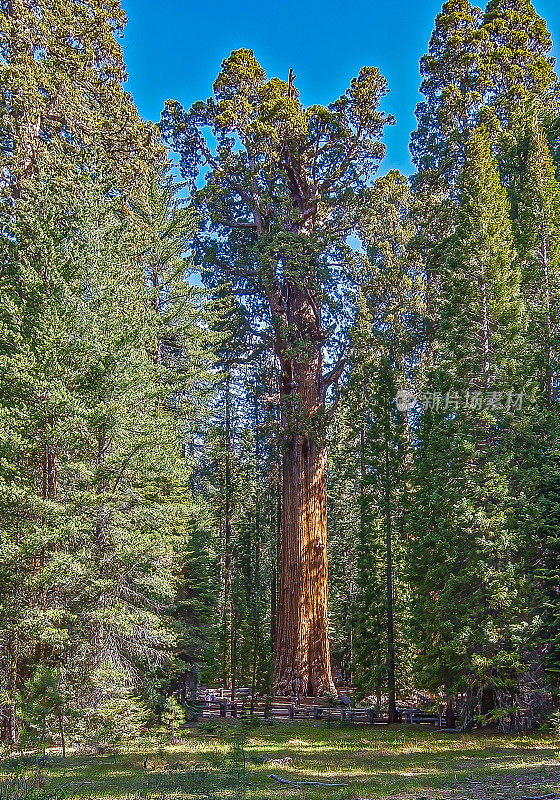 谢尔曼将军是一棵巨大的红杉树(Sequoiadendron giganteum)，位于美国加利福尼亚州图拉雷县红杉国家公园的巨人森林中，海拔2109米(6919英尺)。